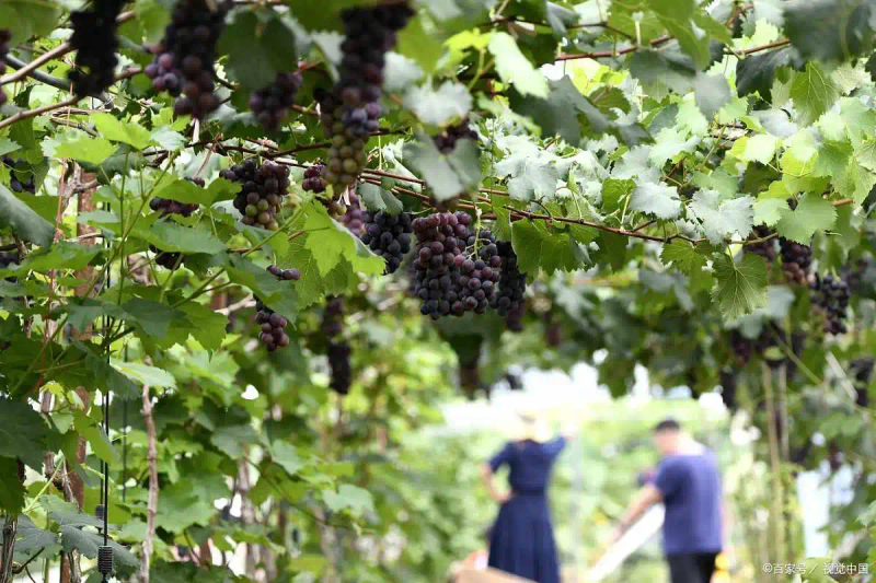 云南巨峰葡萄种植技术图片
