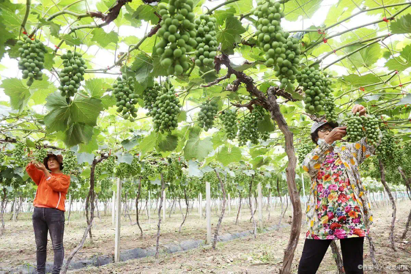 云南巨峰葡萄种植技术图片