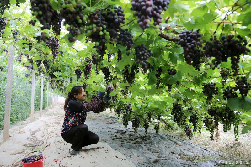 云南巨峰葡萄种植技术图片