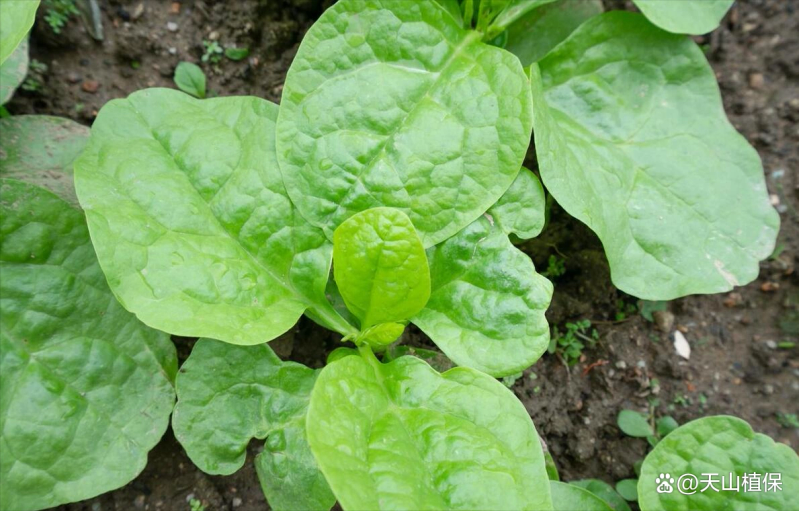 Wood cultivation methods and seasons