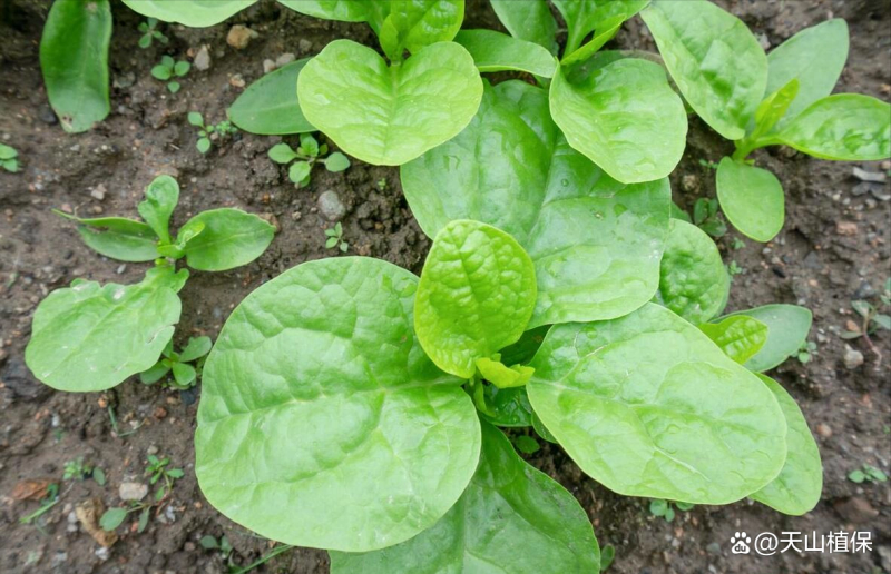 Wood cultivation methods and seasons