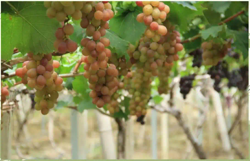 A picture of the technology of growing grapes in yunnan