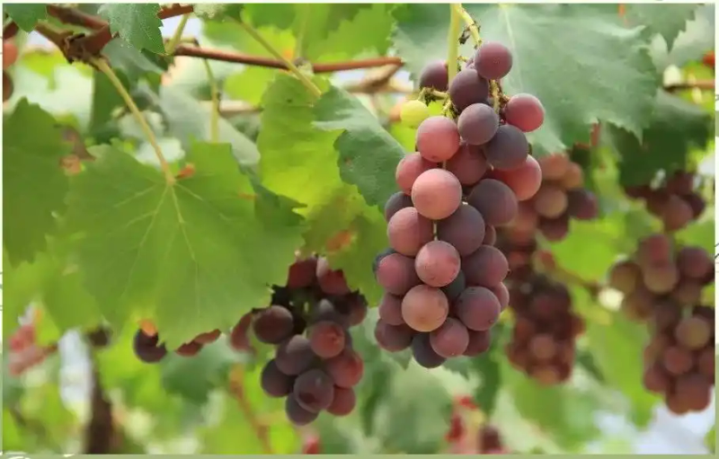 A picture of the technology of growing grapes in yunnan