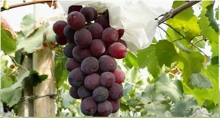 A picture of the technology of growing grapes in yunnan