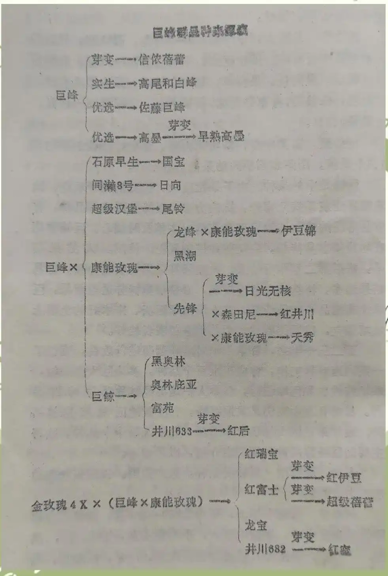 A picture of the technology of growing grapes in yunnan