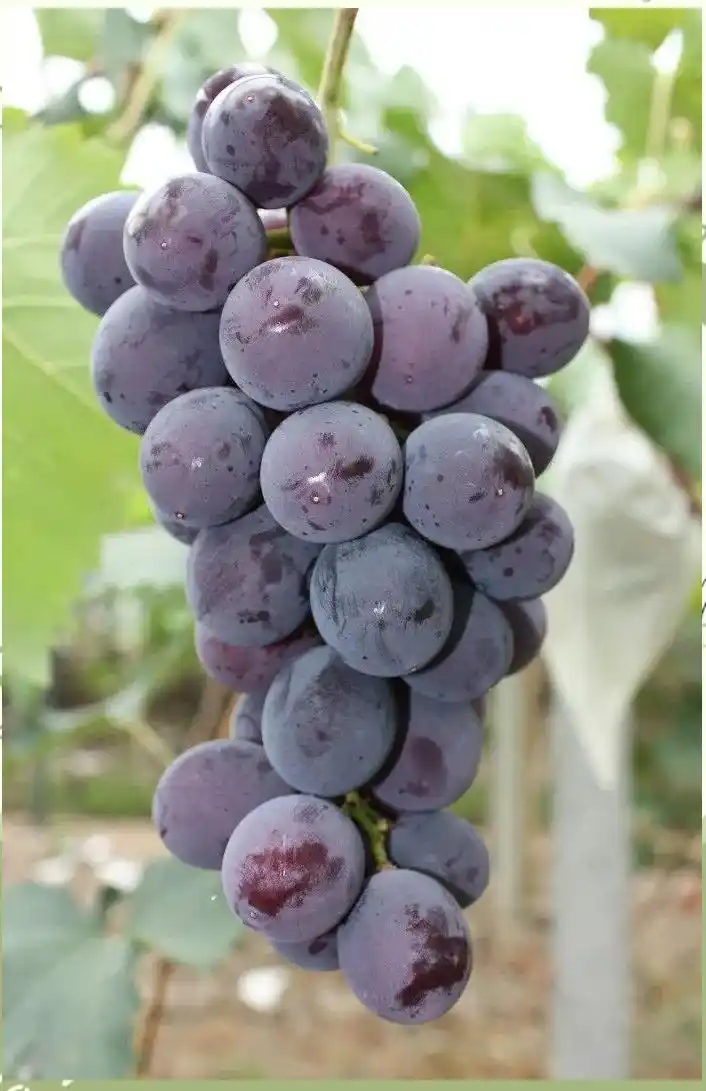 A picture of the technology of growing grapes in yunnan