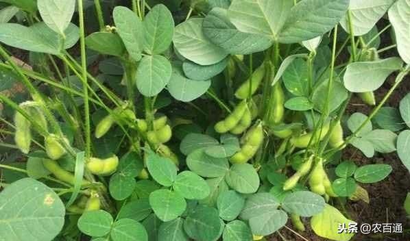 毛豆的种植方法