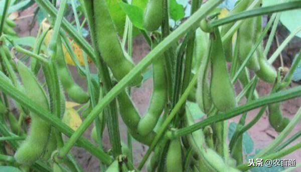 毛豆的种植方法