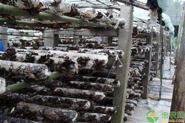 Wood cultivation methods and seasons