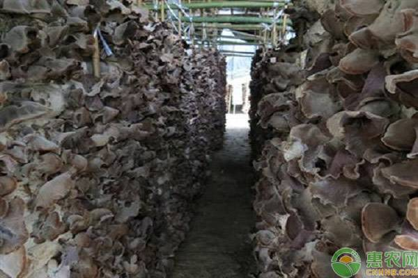Wood cultivation methods and seasons
