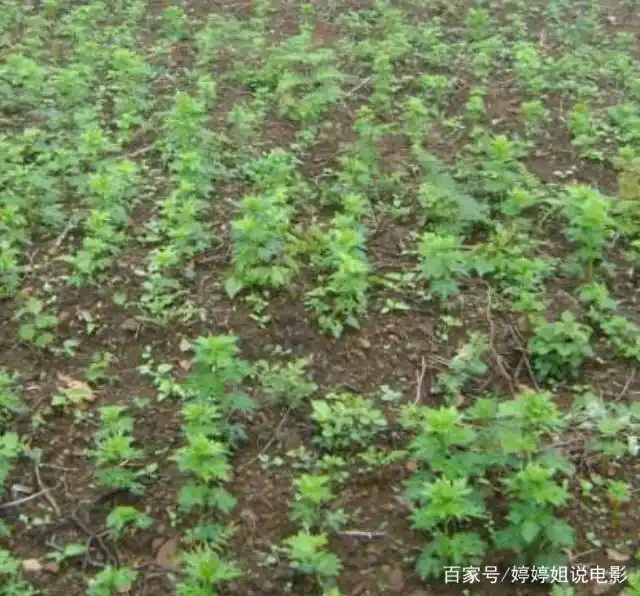 Plantation techniques