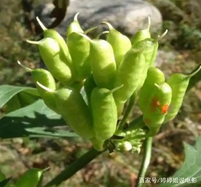 Plantation techniques