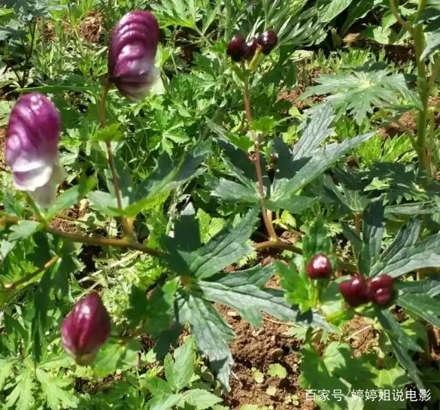 Plantation techniques