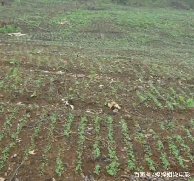 Plantation techniques