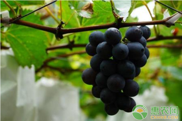 A picture of the technology of growing grapes in yunnan