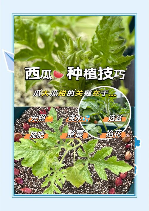 黑美人西瓜种植技术