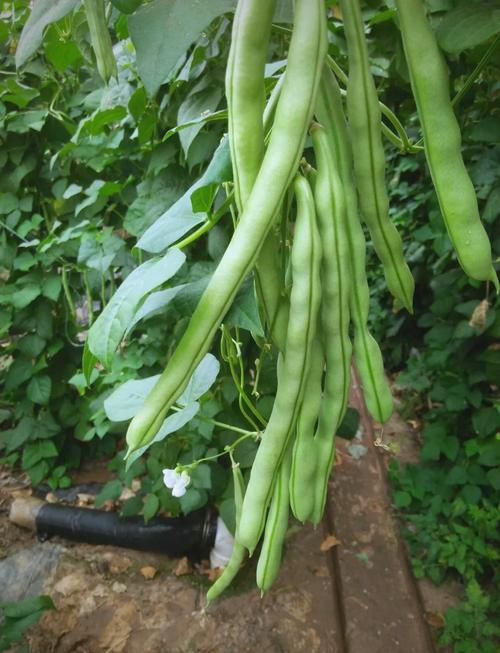 芸豆种子种植方法