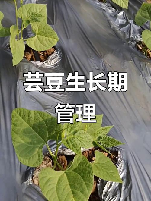 芸豆种子种植方法