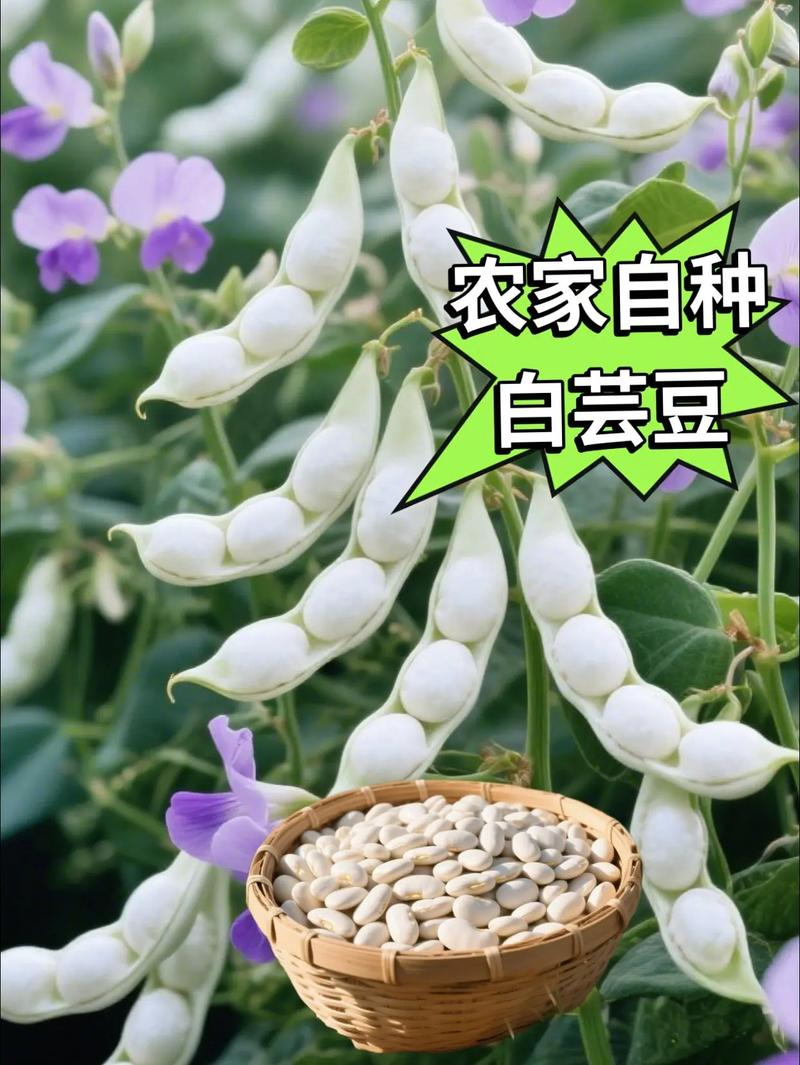 芸豆种子种植方法