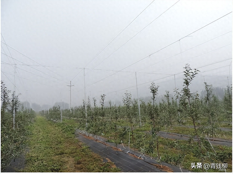 果树种植技术培训方案