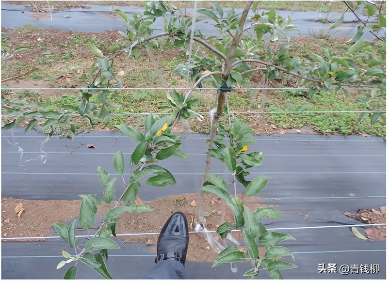 果树种植技术培训方案