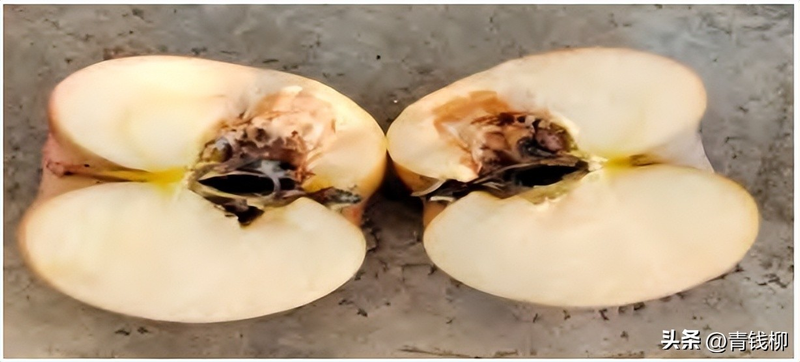 果树种植技术培训方案