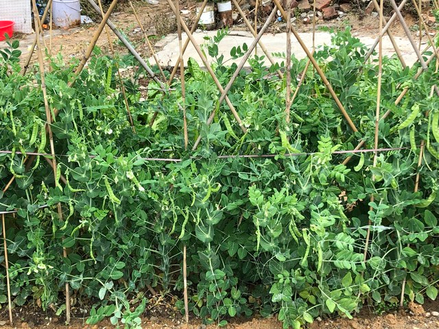 豌豆苗种植技术