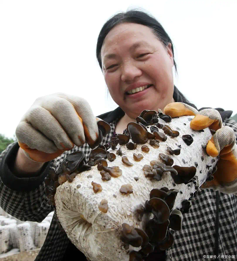 东北黑木耳种植技术