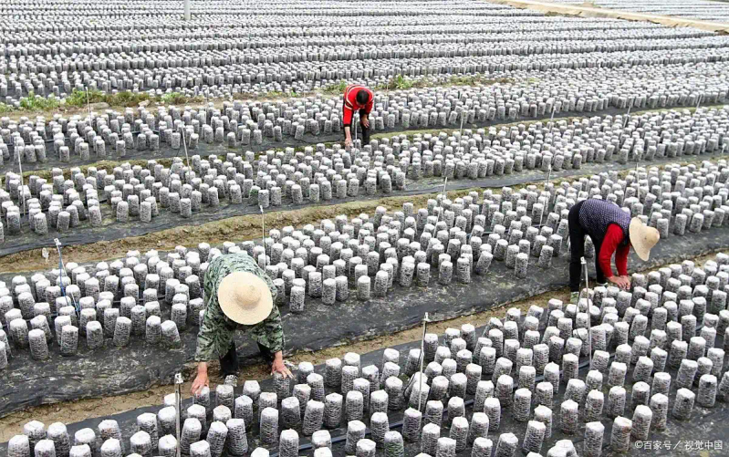 东北黑木耳种植技术