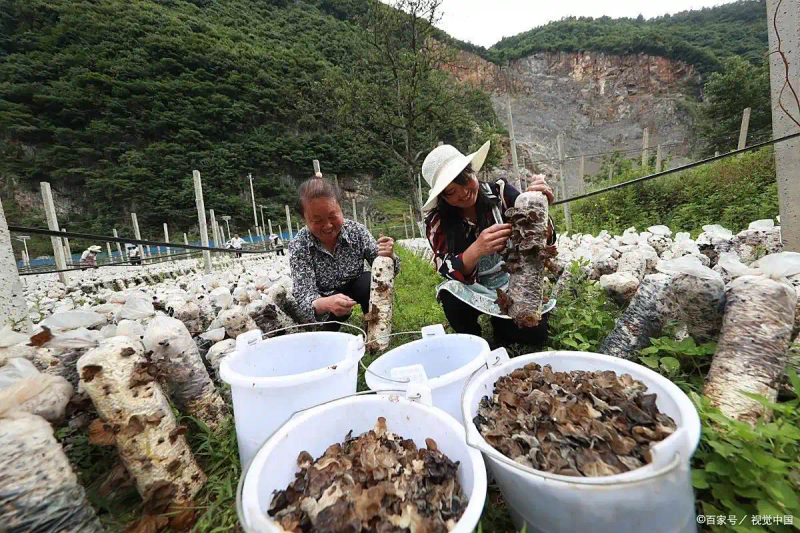 东北黑木耳种植技术