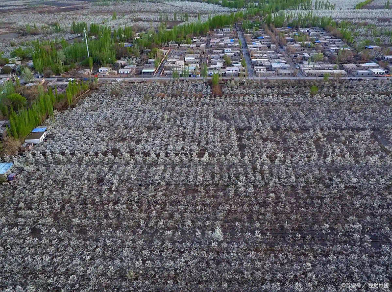 东北黑木耳种植技术