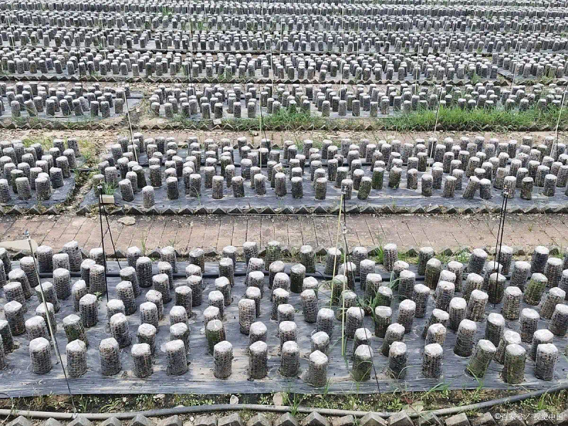 东北黑木耳种植技术
