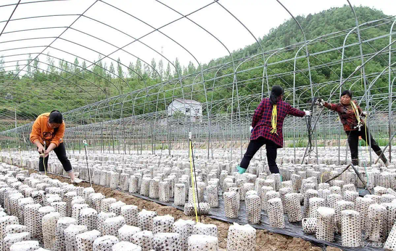 东北黑木耳种植技术