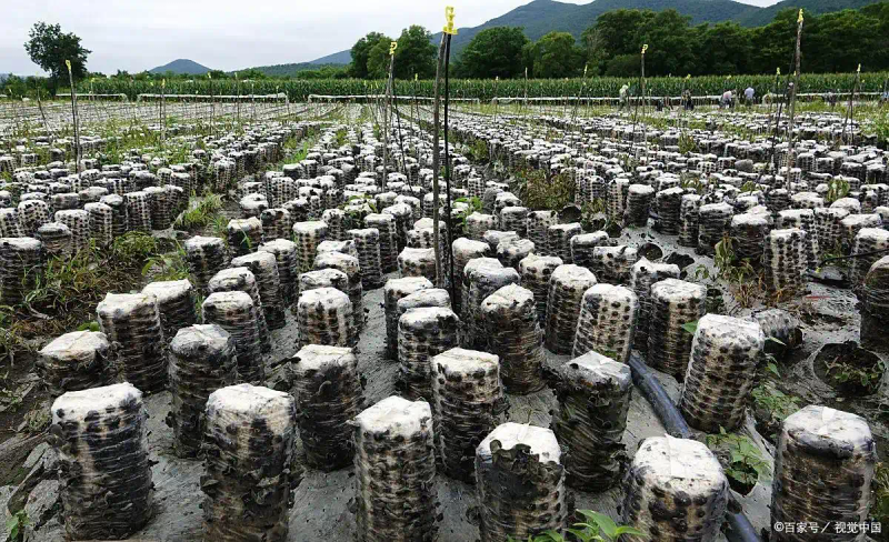 东北黑木耳种植技术