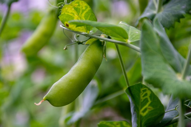 豌豆苗种植技术