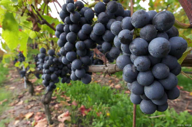 云南巨峰葡萄种植技术图片