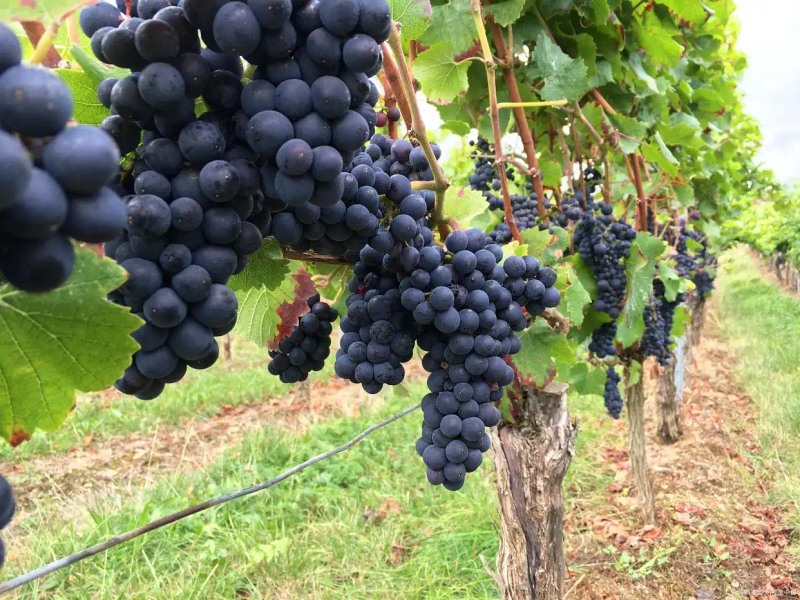 云南巨峰葡萄种植技术图片