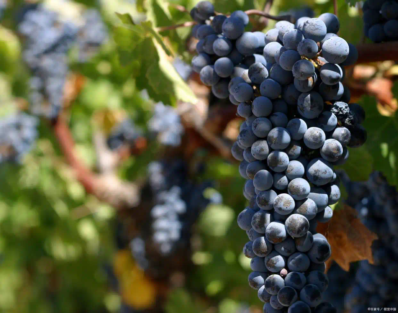 云南巨峰葡萄种植技术图片