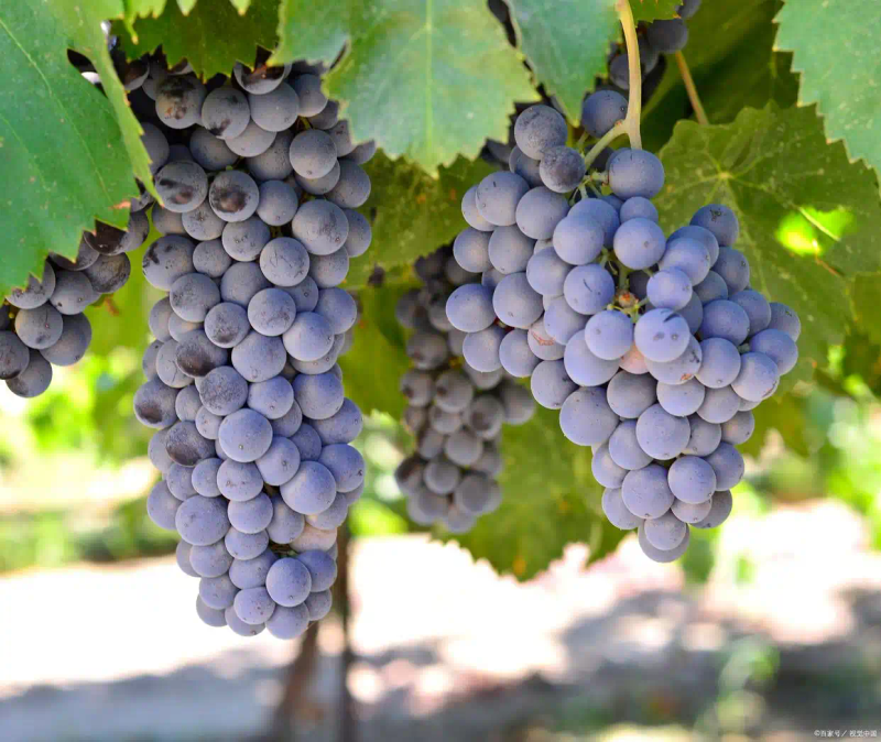 云南巨峰葡萄种植技术图片