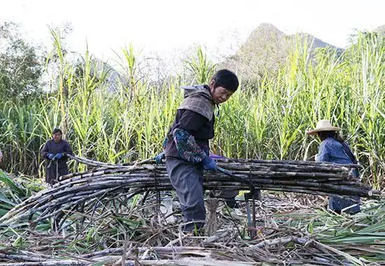 马山县：糖蔗一根根 促民生活“节节甜”