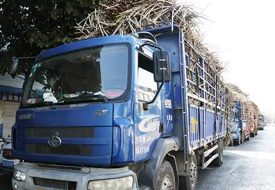 甘蔗的种植技术