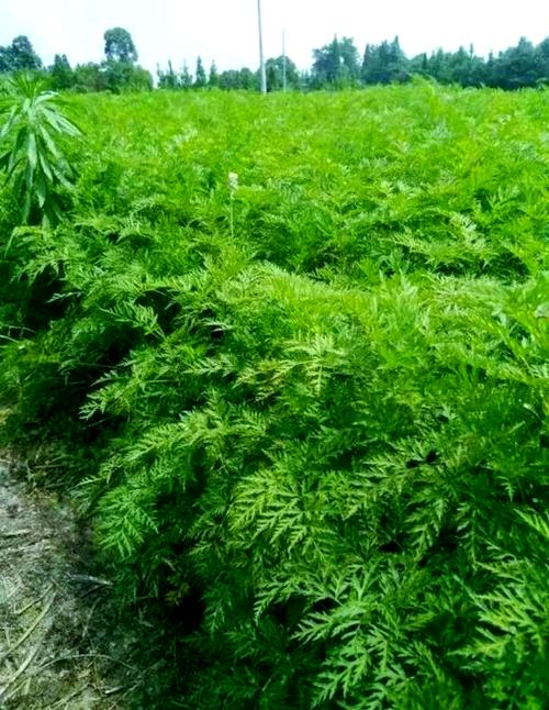 川穹的种植技术