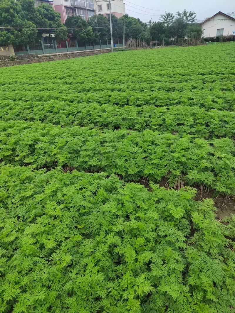 川穹的种植技术