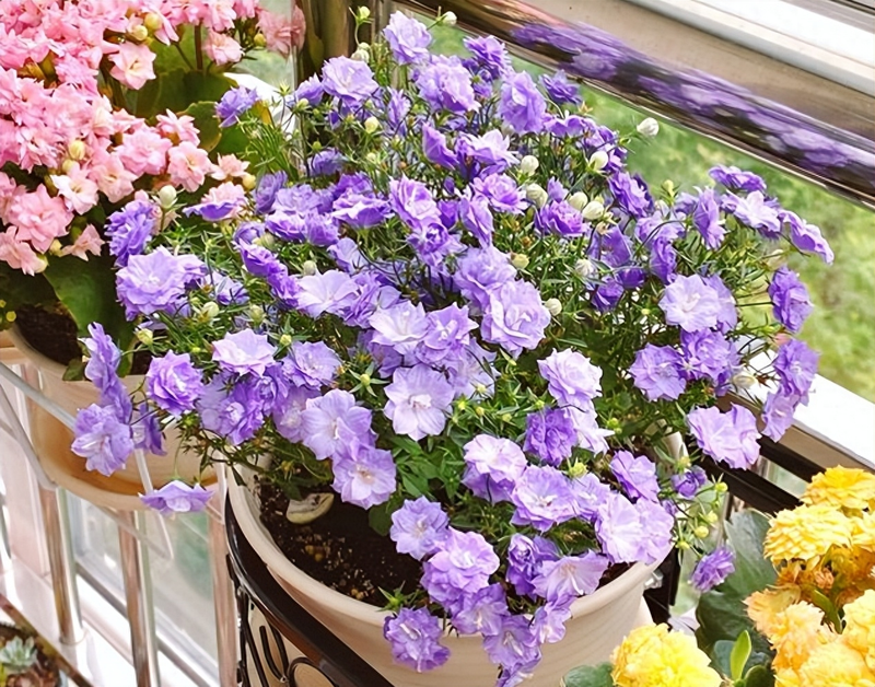 风铃草种植方法