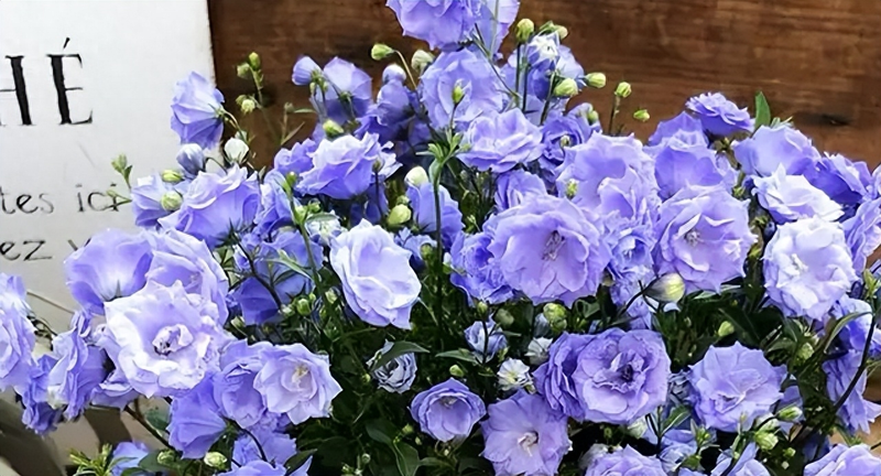 风铃草种植方法