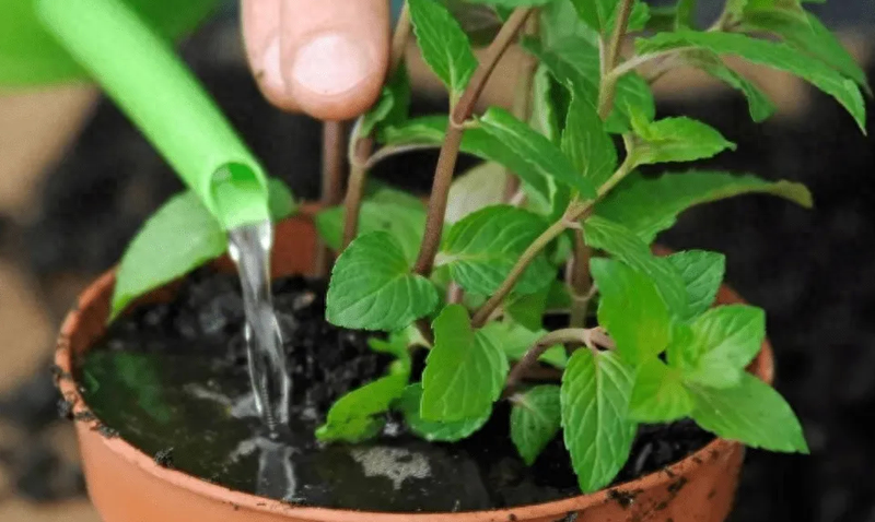 风铃草种植方法