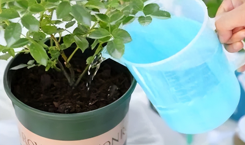 风铃草种植方法