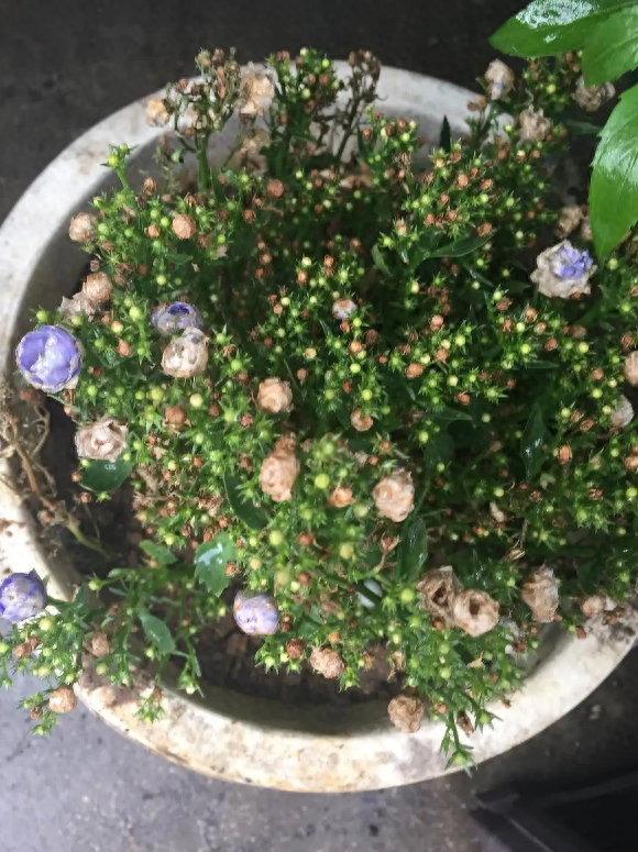 风铃草种植方法