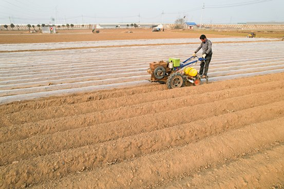 滕州大棚土豆种植技术