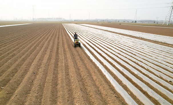 滕州大棚土豆种植技术